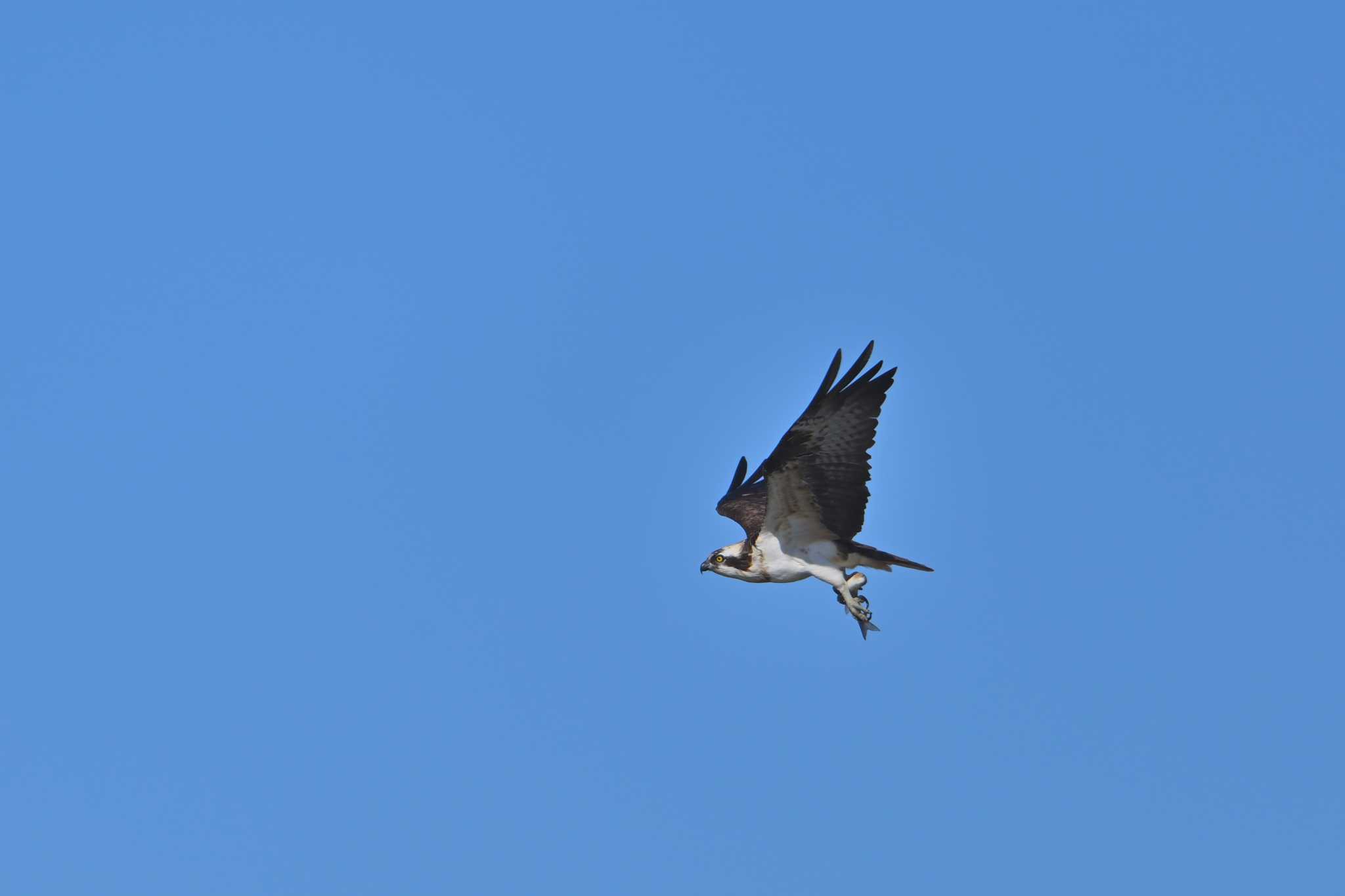 浮島 ミサゴの写真 by birds@hide3