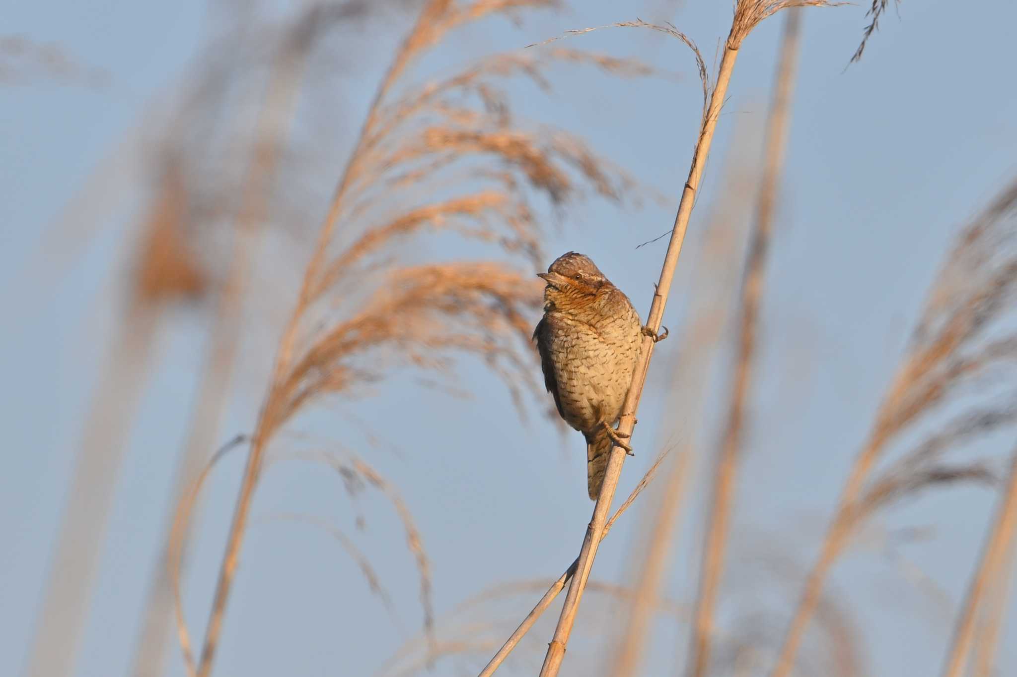 稲敷市 アリスイの写真 by birds@hide3