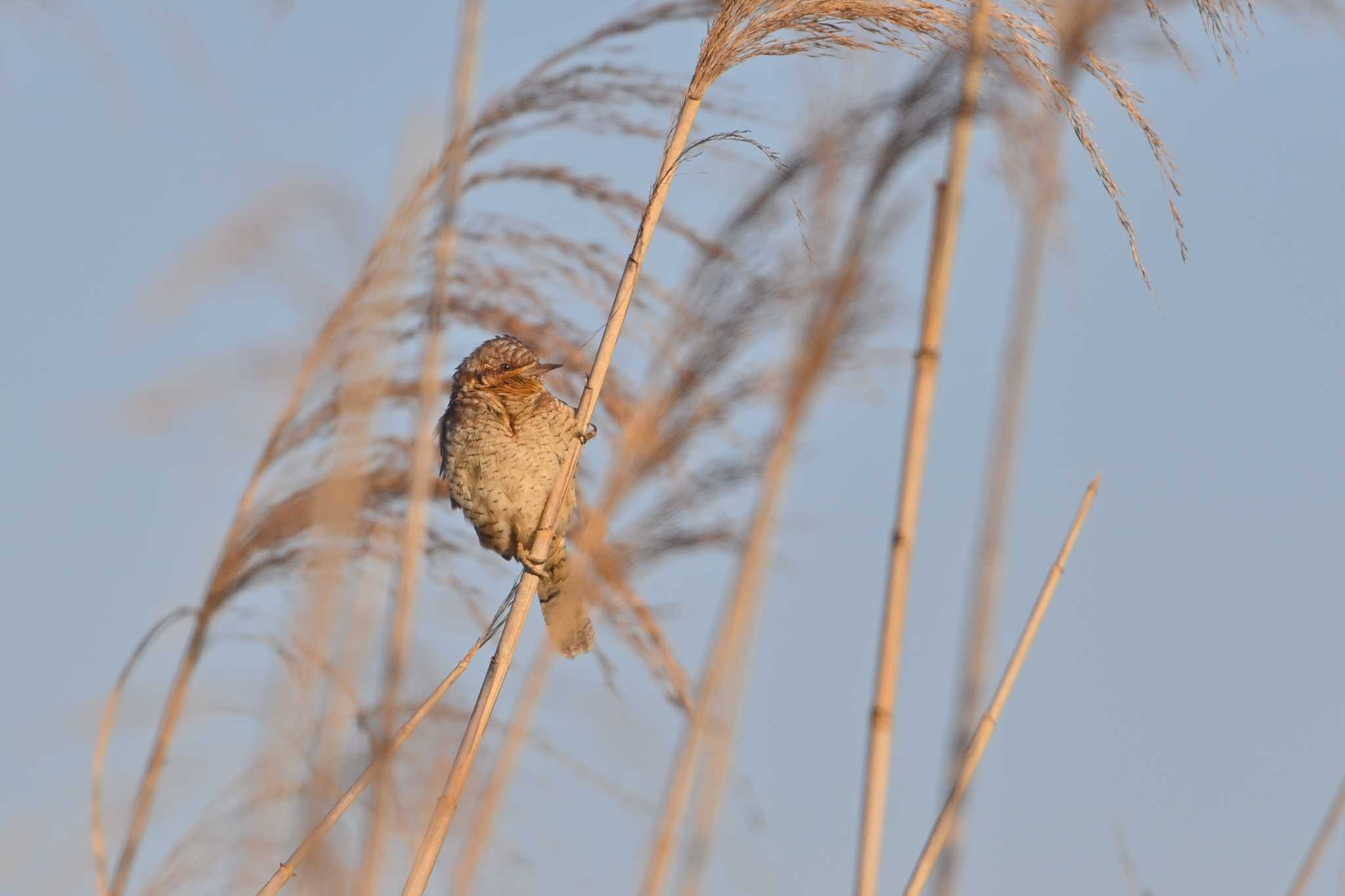 稲敷市 アリスイの写真 by birds@hide3