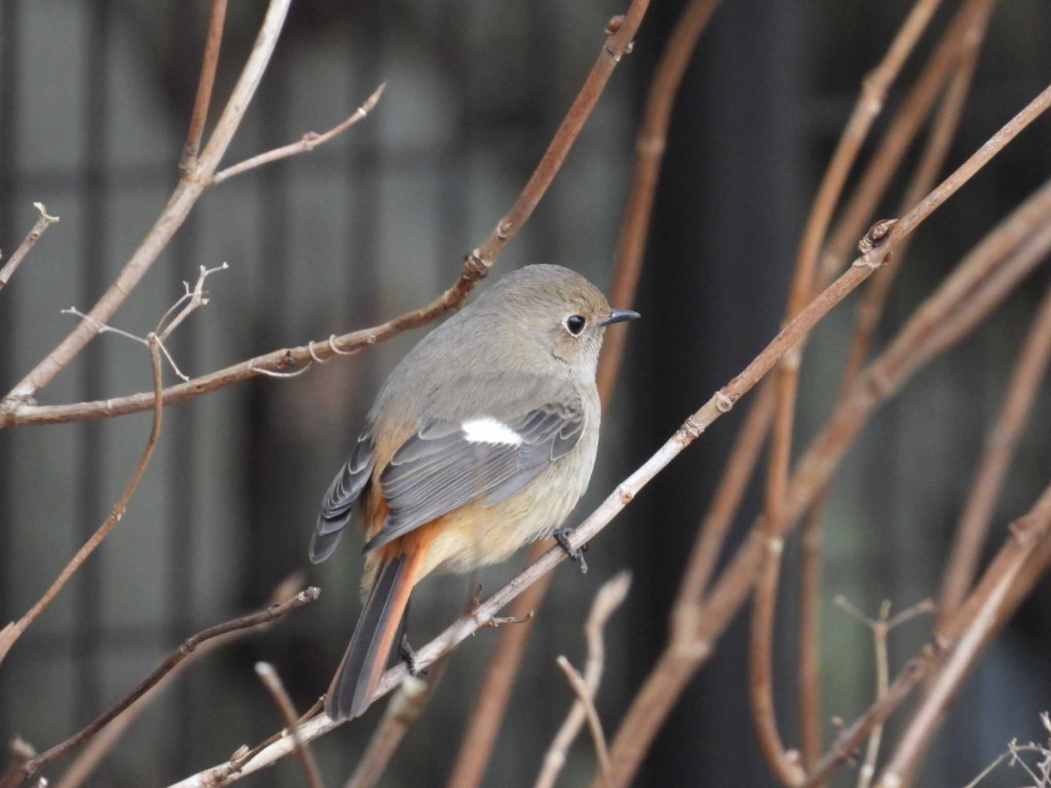 Photo of Daurian Redstart at Sayama Park by もしも