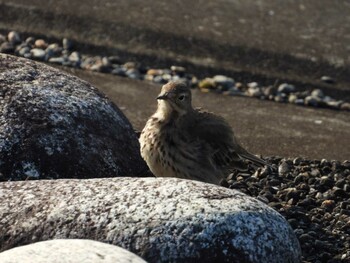 Water Pipit Sayama Park Mon, 1/10/2022