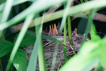 2017年7月19日(水) 善波川の野鳥観察記録