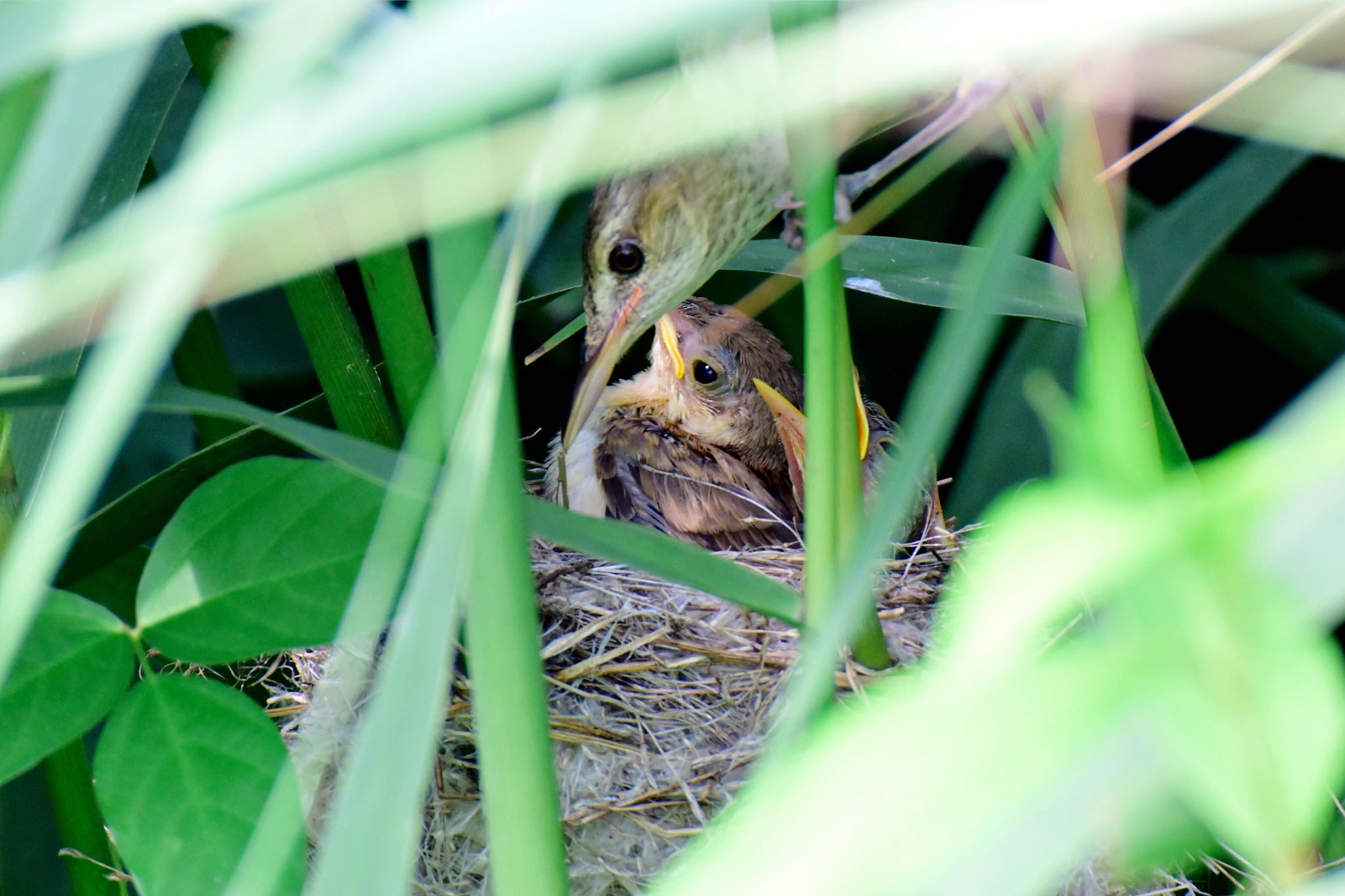 Oriental Reed Warbler