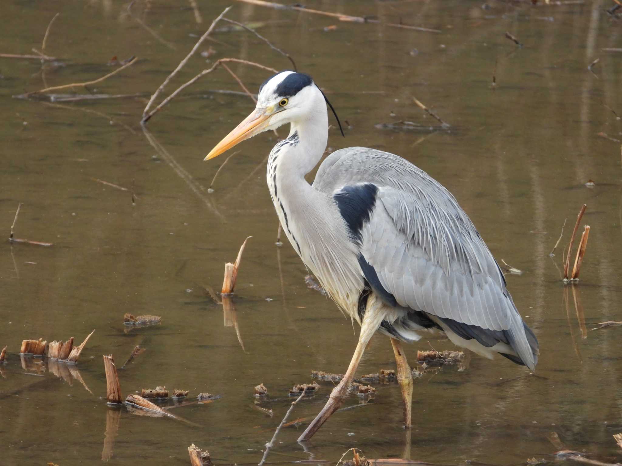 Grey Heron