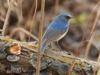 2022年1月10日(月) 北本自然観察公園の野鳥観察記録