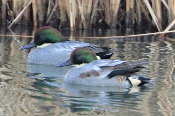 ヨシガモ 境川遊水地公園 2022年1月10日(月)