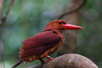 リュウキュウアカショウビン 沖縄県宮古島市 2017年6月12日(月)