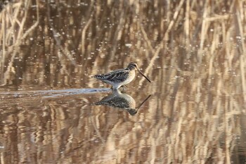 2022年1月10日(月) 境川遊水地公園の野鳥観察記録