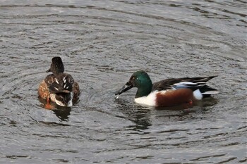 ハシビロガモ 境川遊水地公園 2022年1月10日(月)