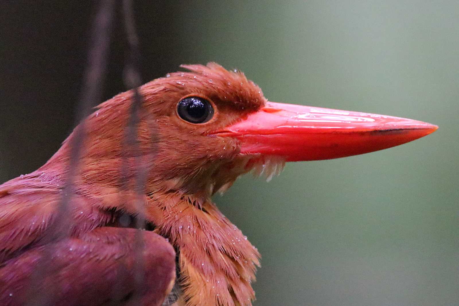 リュウキュウアカショウビン