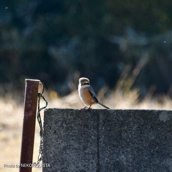 Bull-headed Shrike 御殿場市 Mon, 1/3/2022