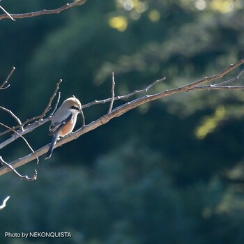 Bull-headed Shrike 御殿場市 Mon, 1/3/2022