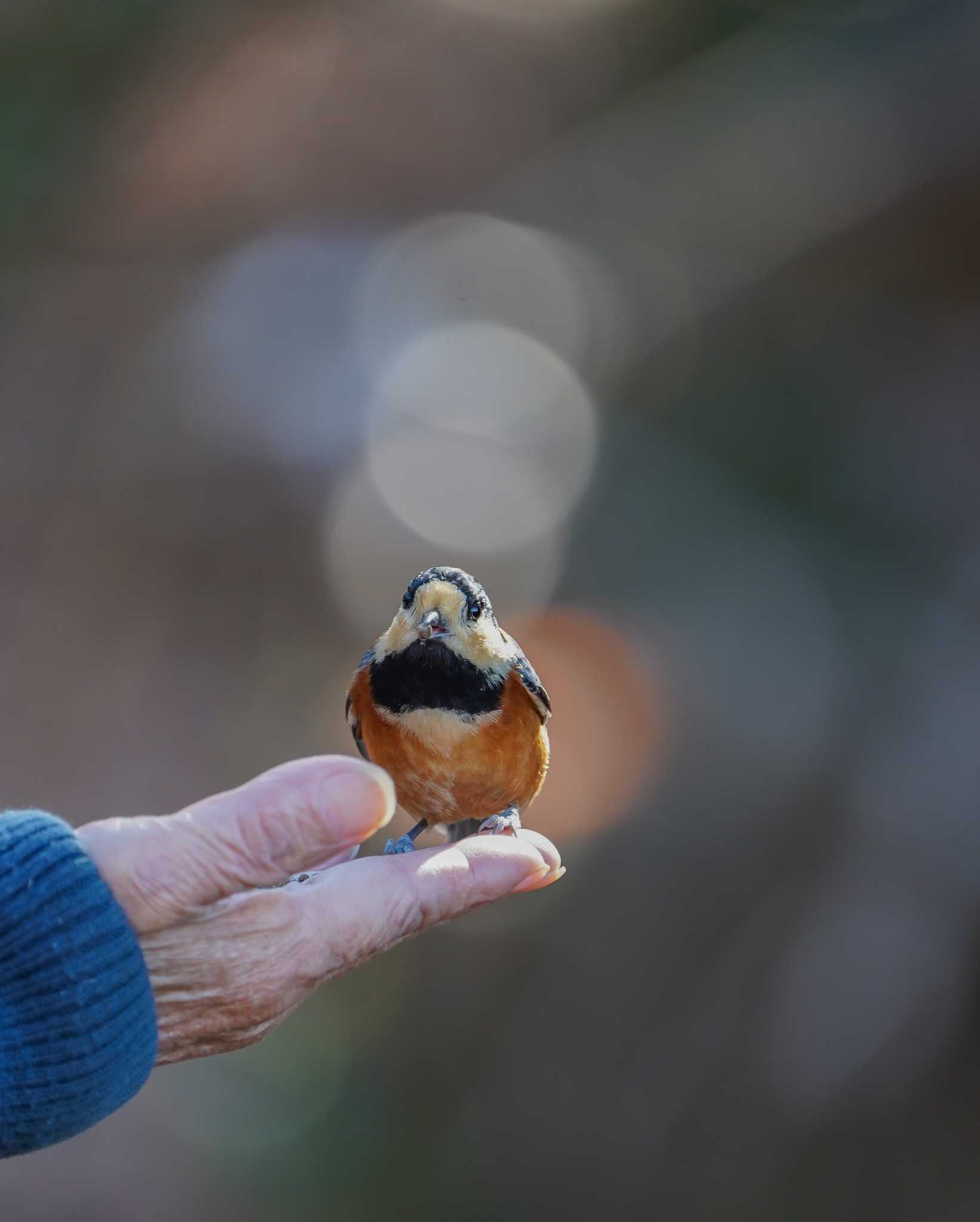 Photo of Varied Tit at  by 倶利伽羅