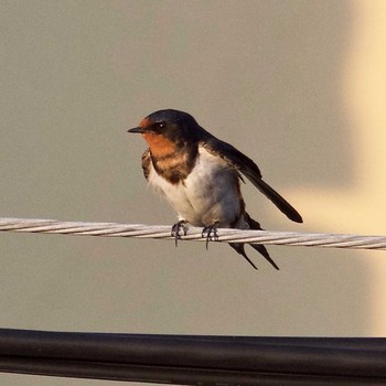 Barn Swallow 奈良県奈良市 Thu, 7/20/2017