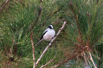 Long-tailed Tit 平谷川 Mon, 1/10/2022