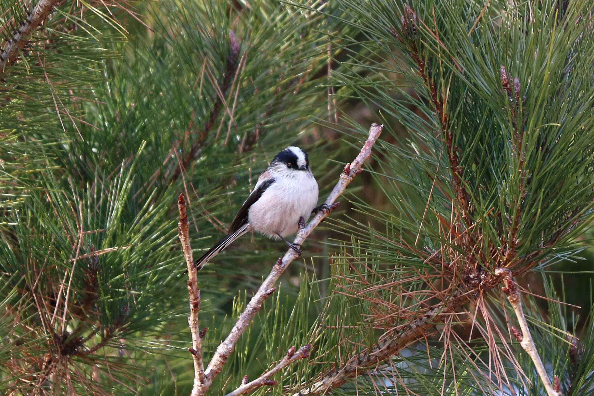 Photo of Long-tailed Tit at 平谷川 by いわな