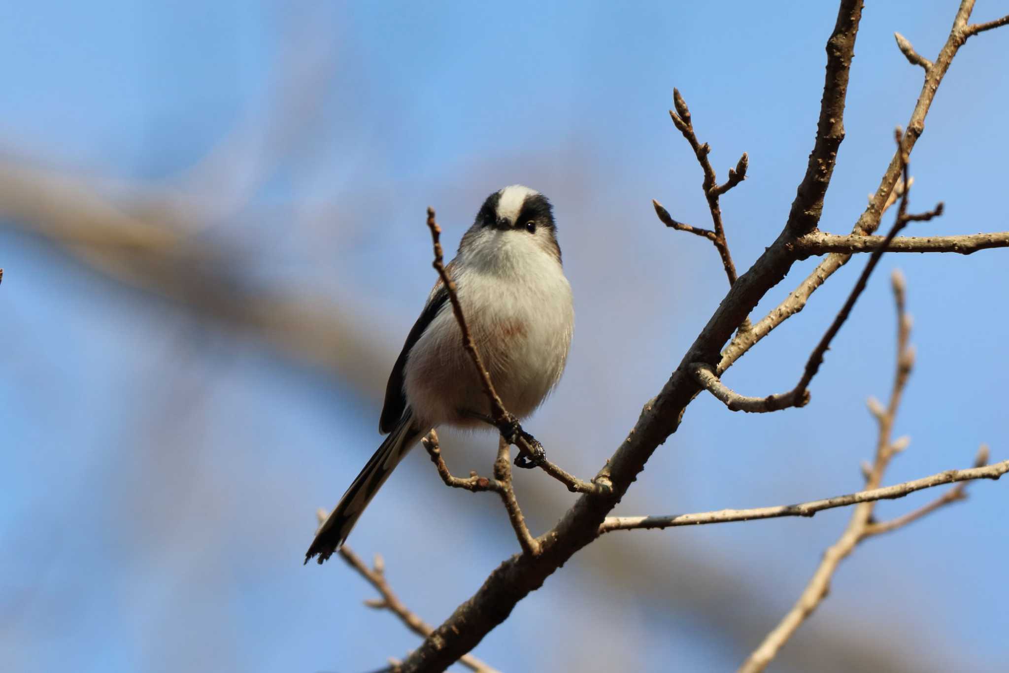 Photo of Long-tailed Tit at 平谷川 by いわな