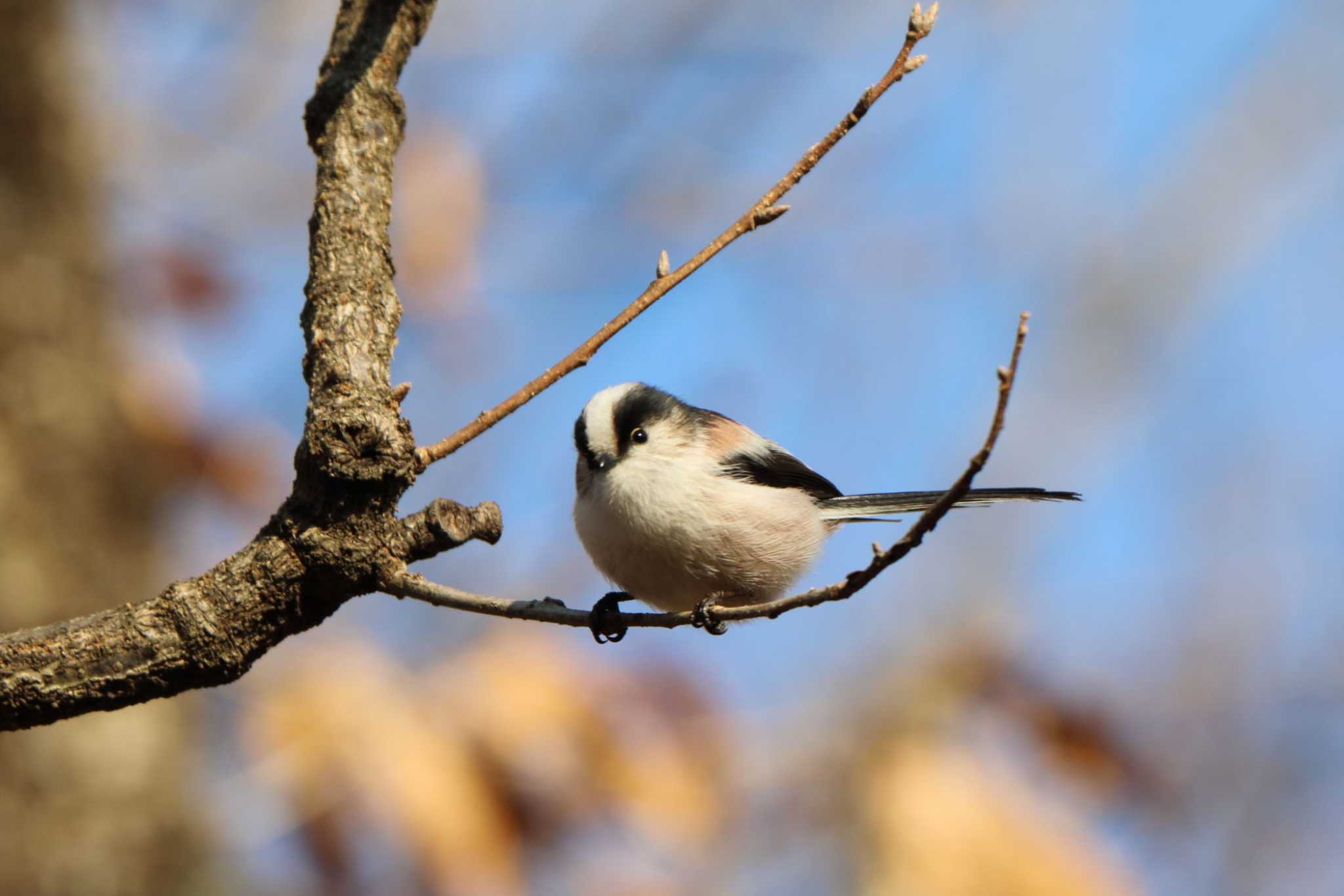 Long-tailed Tit