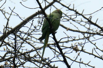 ワカケホンセイインコ 上野恩賜公園 2022年1月10日(月)