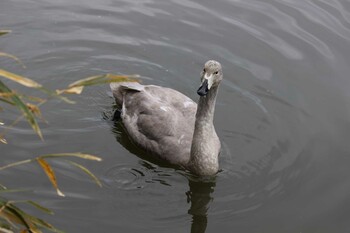 オオハクチョウ 大宮公園 2022年1月10日(月)