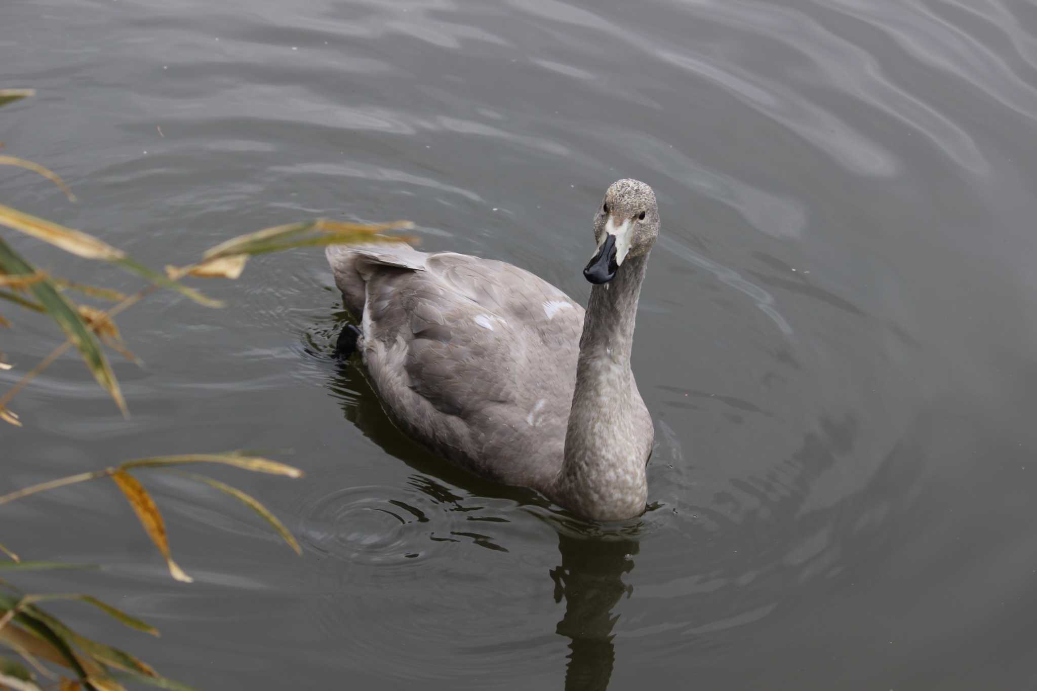 Photo of Whooper Swan at Omiya Park by MATIKEN