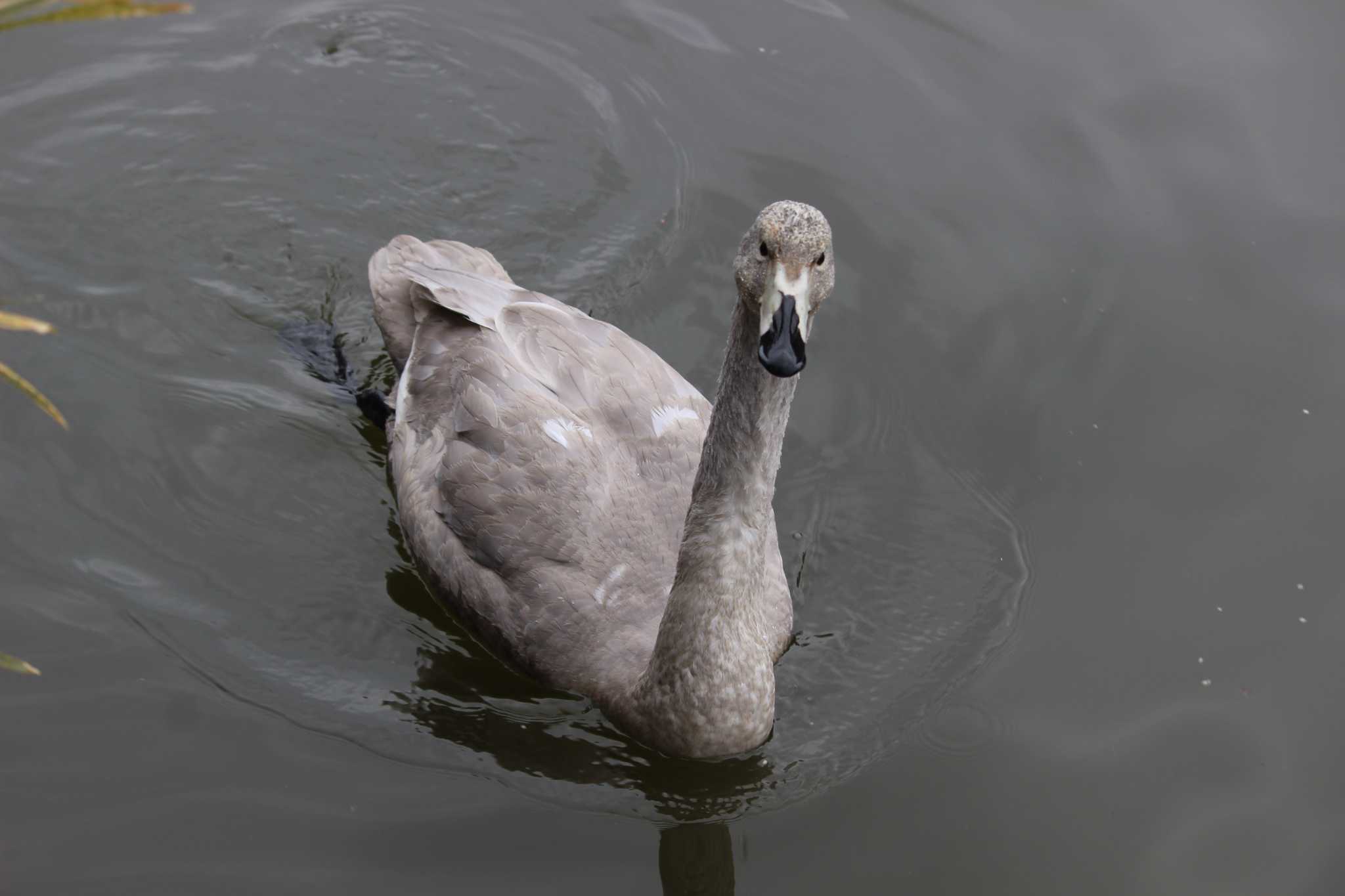 Whooper Swan