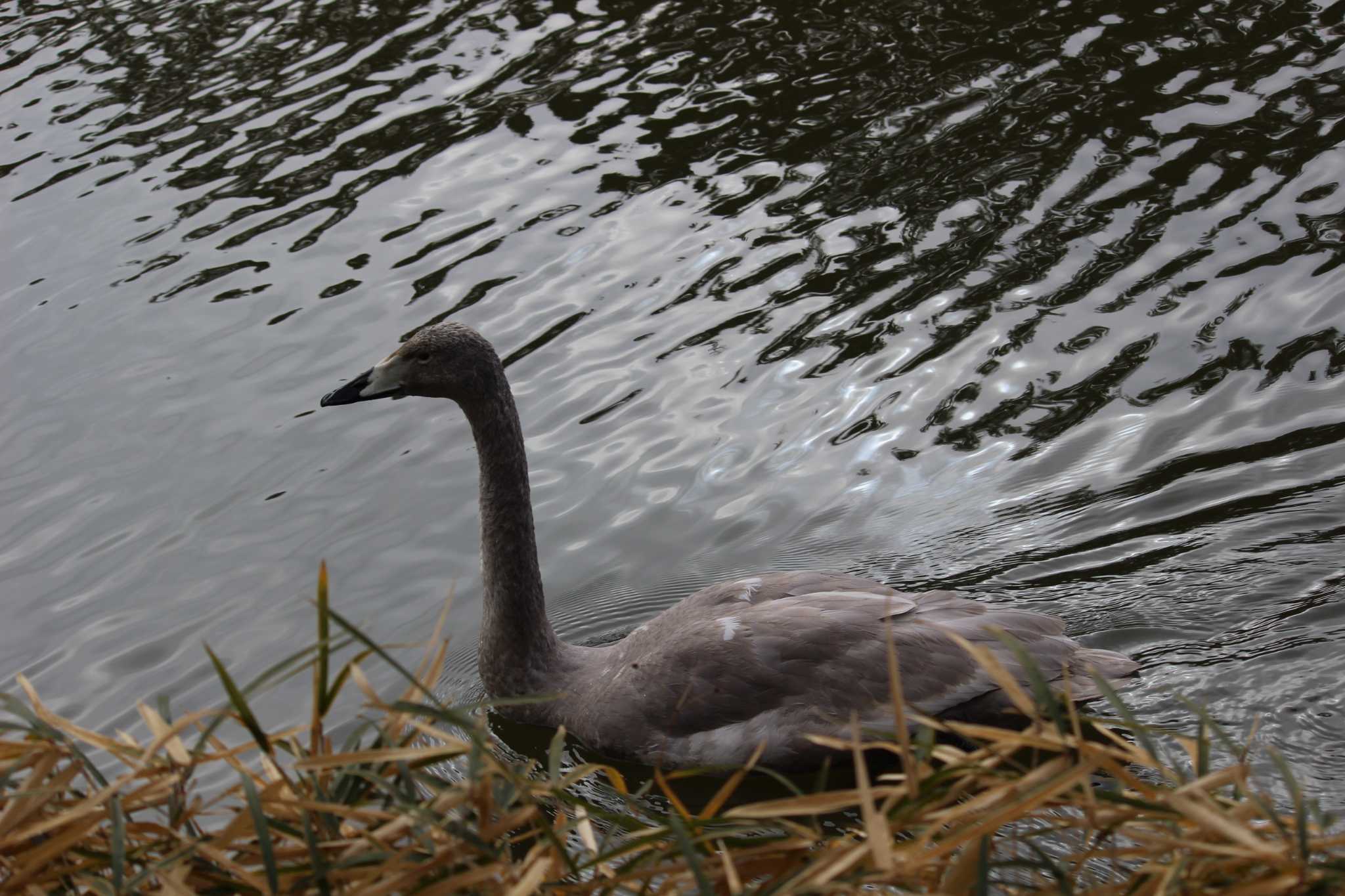 Whooper Swan