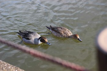 オナガガモ 大宮公園 2022年1月10日(月)