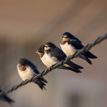 Barn Swallow 奈良県奈良市 Thu, 7/20/2017