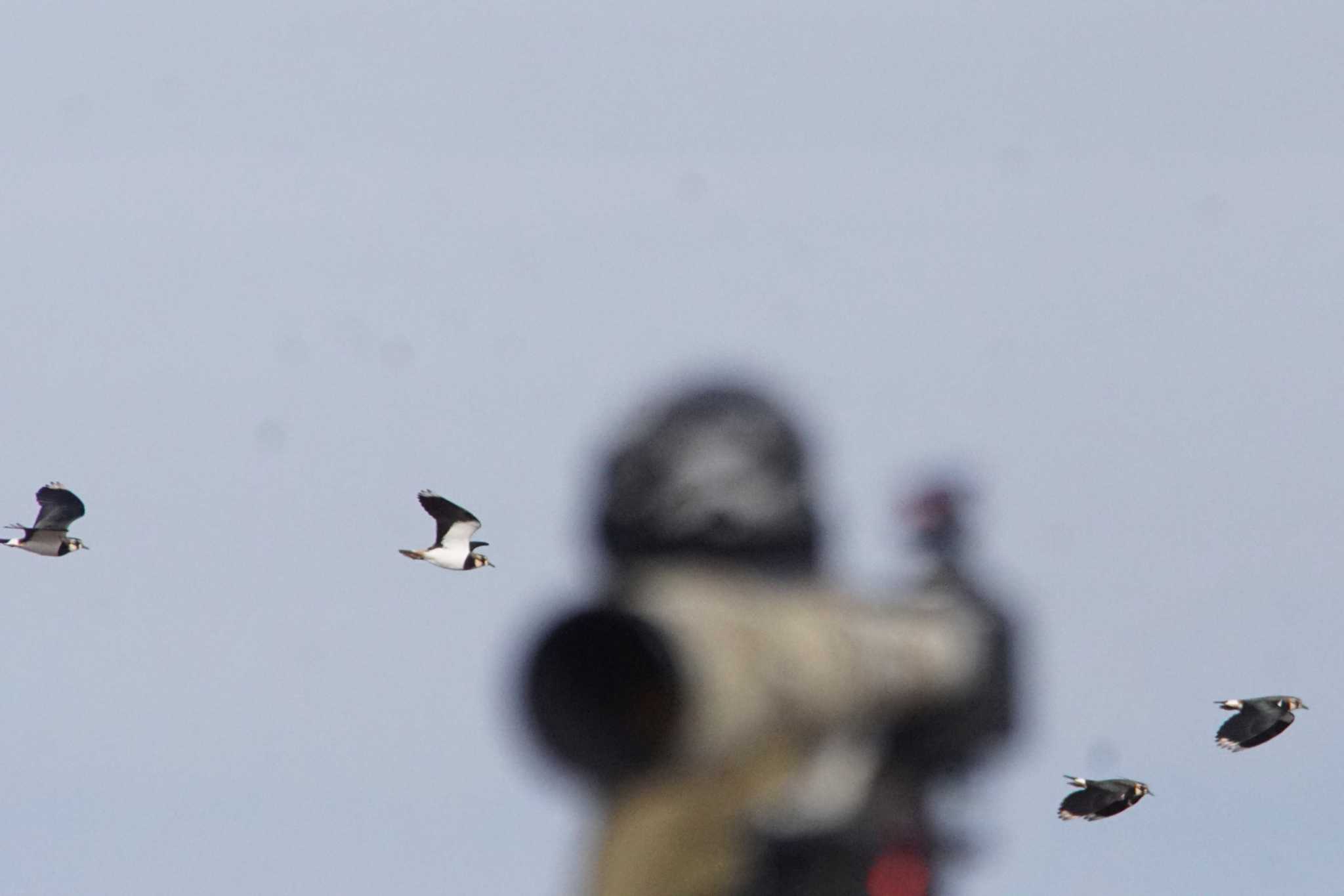 Northern Lapwing