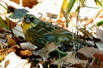 アオジ 東京港野鳥公園 2022年1月9日(日)