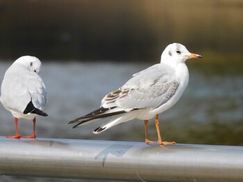 2022年1月9日(日) 大阪府の野鳥観察記録