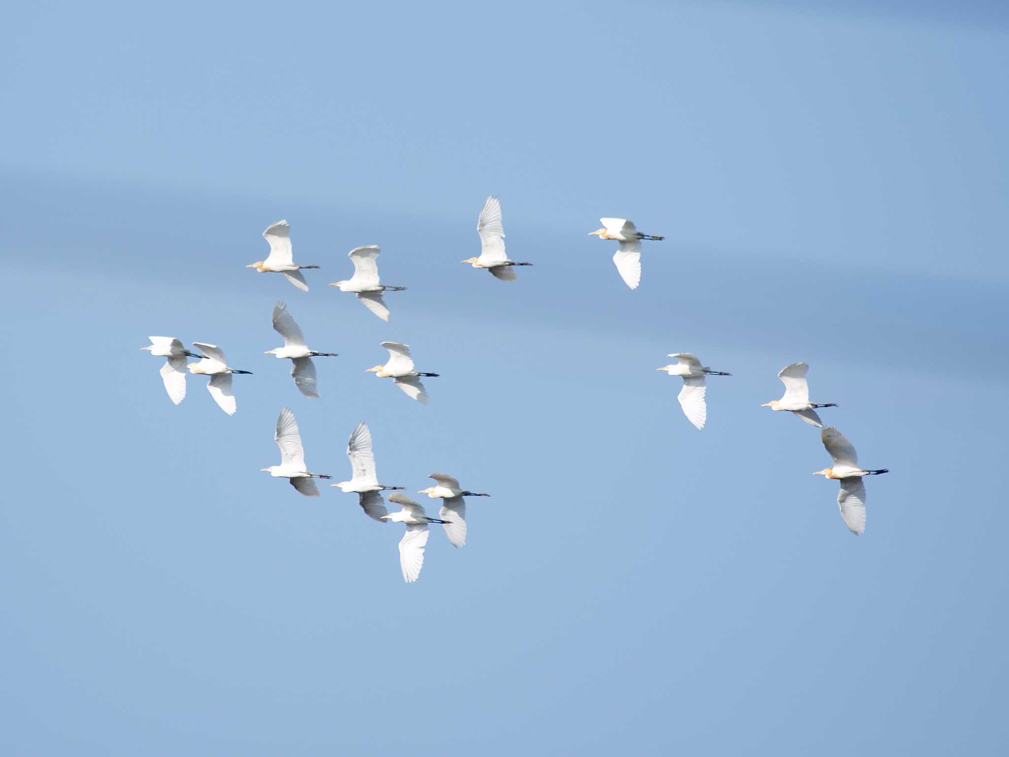 Photo of Eastern Cattle Egret at 奈良県奈良市 by veritas_vita