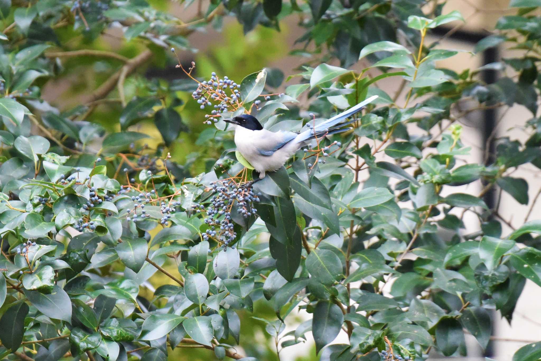 Photo of Azure-winged Magpie at Inokashira Park by もちもちもっち～@ニッポン城めぐり中