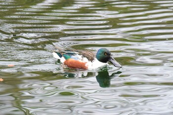 ハシビロガモ 井の頭公園 2022年1月10日(月)