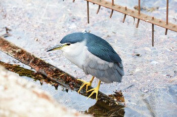 2022年1月10日(月) 井の頭公園の野鳥観察記録