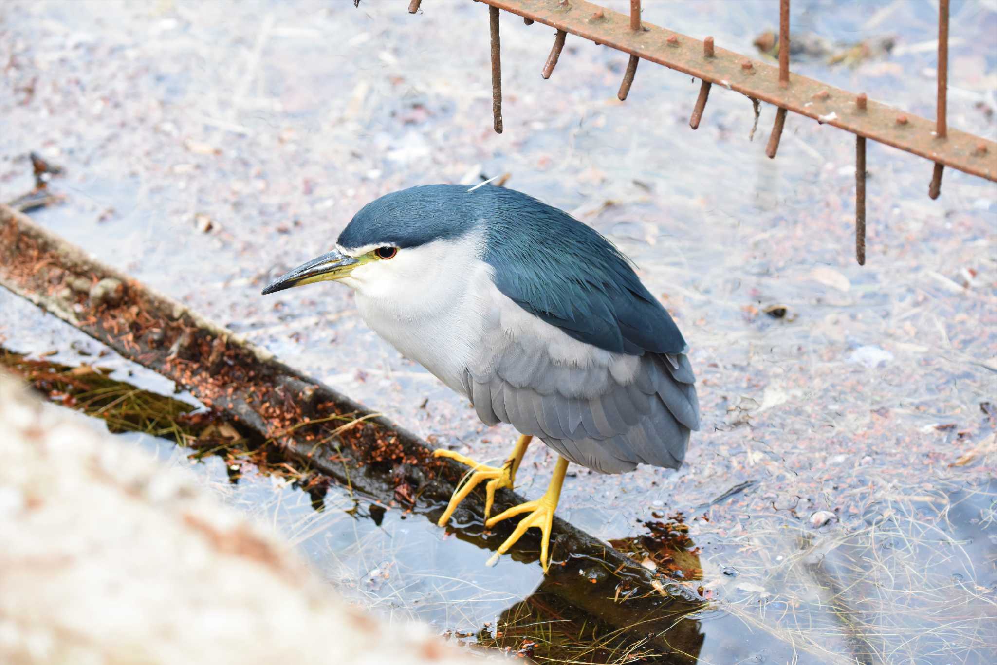 Photo of Black-crowned Night Heron at Inokashira Park by もちもちもっち～@ニッポン城めぐり中