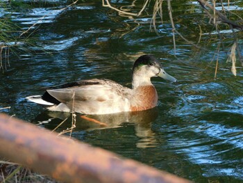 Mon, 1/10/2022 Birding report at 京都府