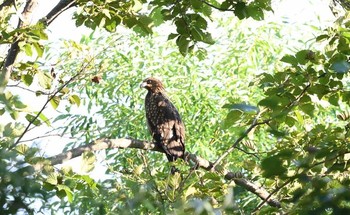 トビ 石狩川堤防 2017年7月18日(火)