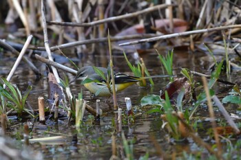 2022年1月10日(月) 長浜公園の野鳥観察記録