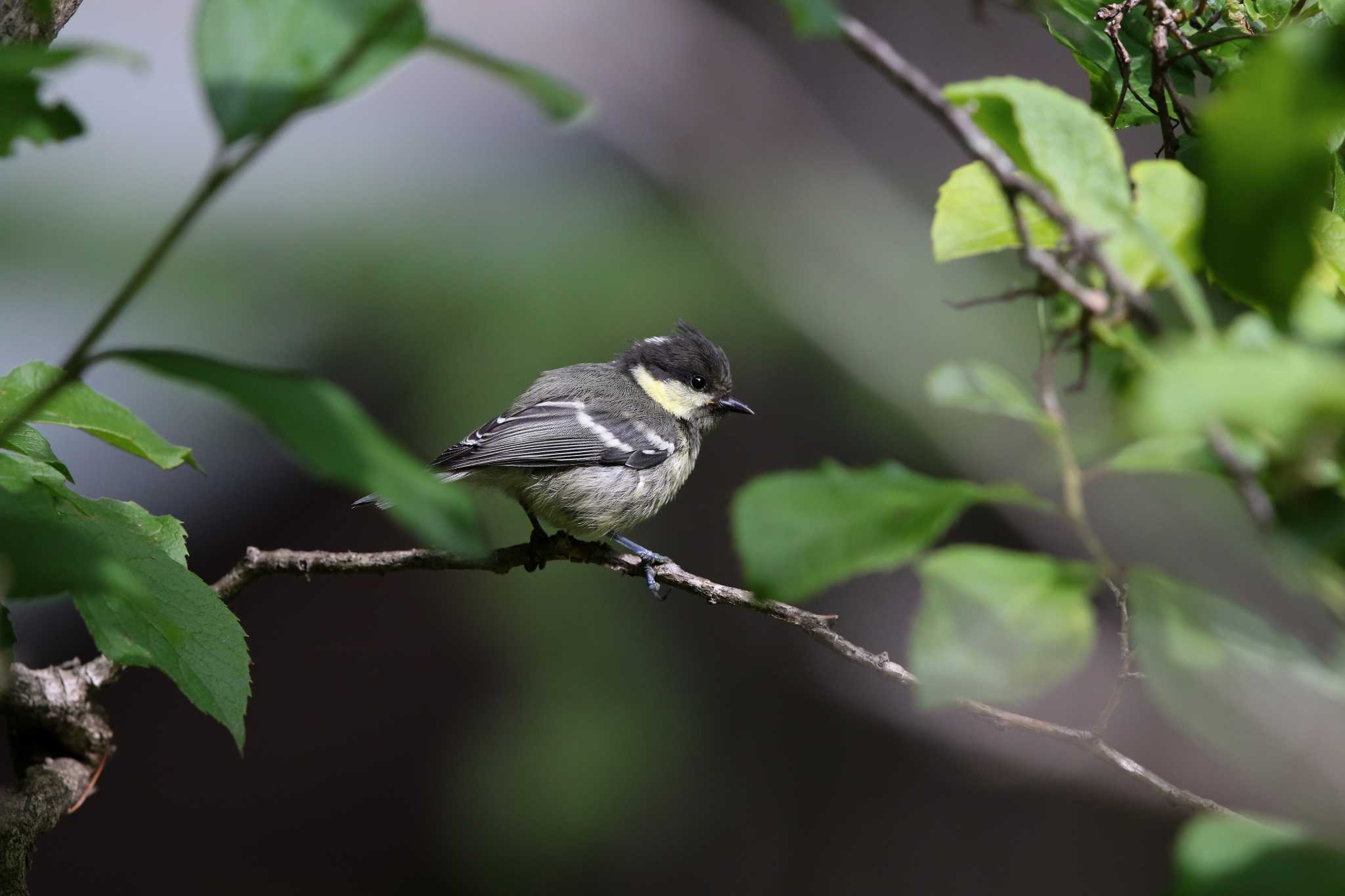 Photo of Coal Tit at  by Trio