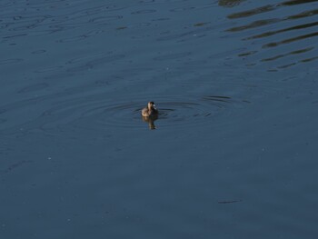 Sun, 1/9/2022 Birding report at 境川遊水地公園