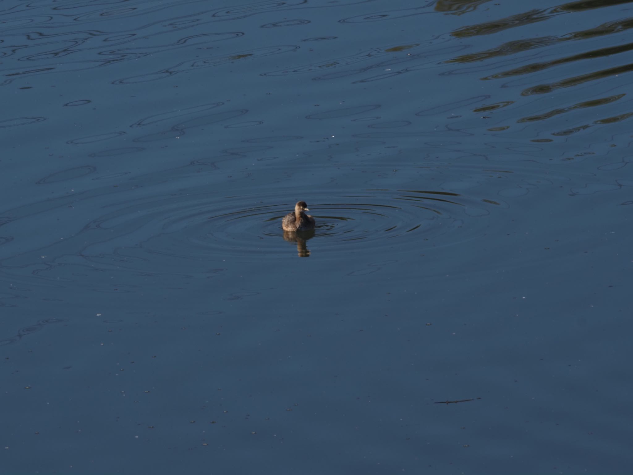 Photo of Little Grebe at 境川遊水地公園 by メメタァ