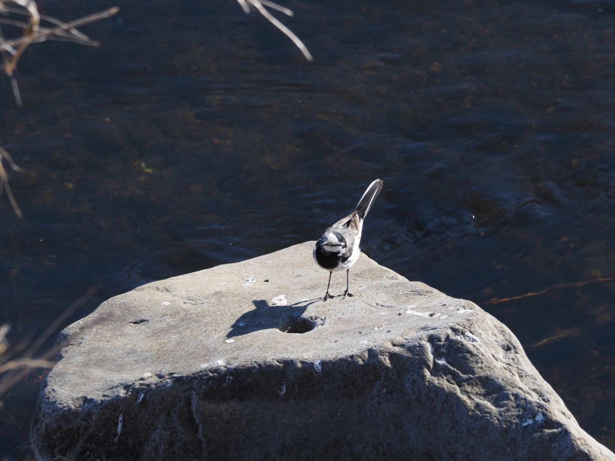 White Wagtail