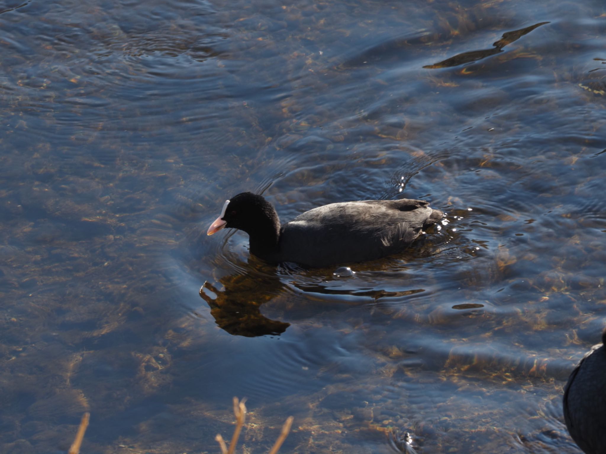 Eurasian Coot