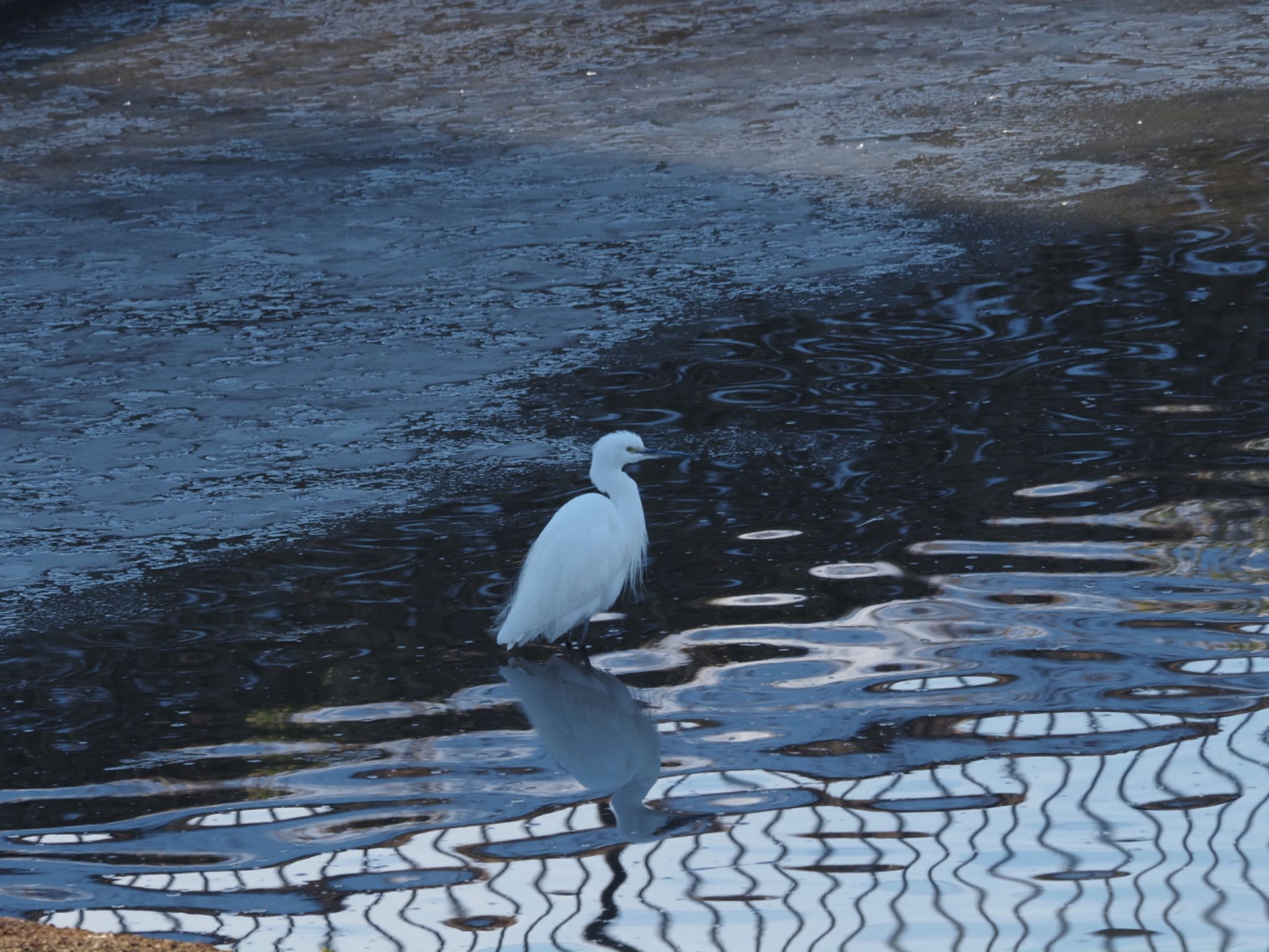 Little Egret