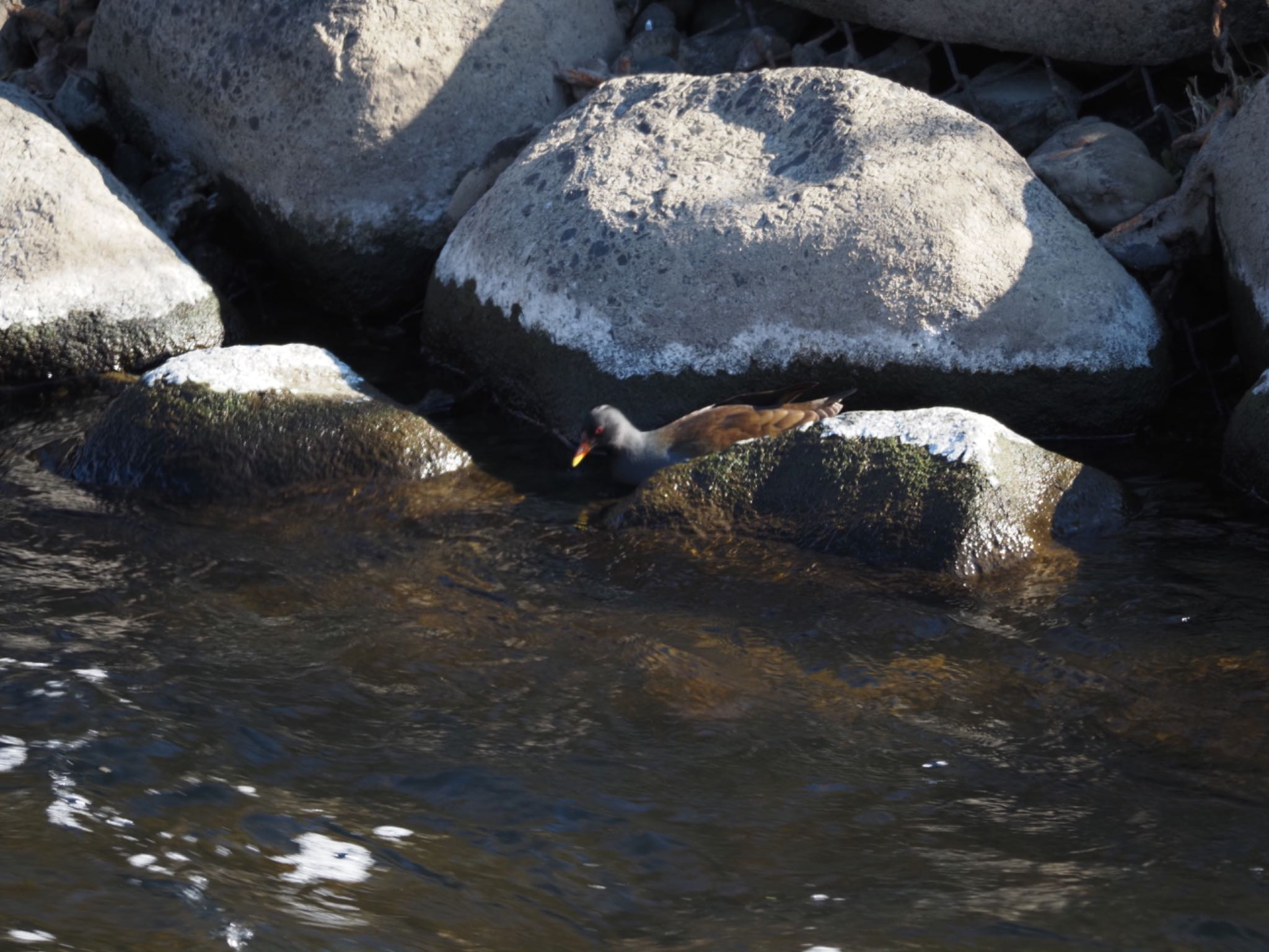 Common Moorhen