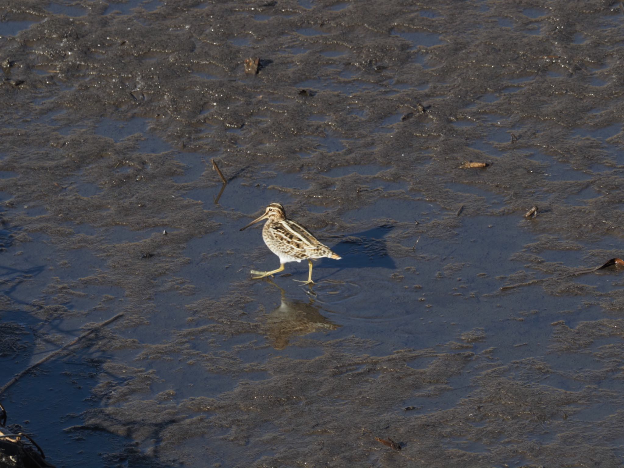 Photo of Common Snipe at 境川遊水地公園 by メメタァ