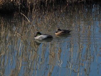 ヨシガモ 境川遊水地公園 2022年1月9日(日)