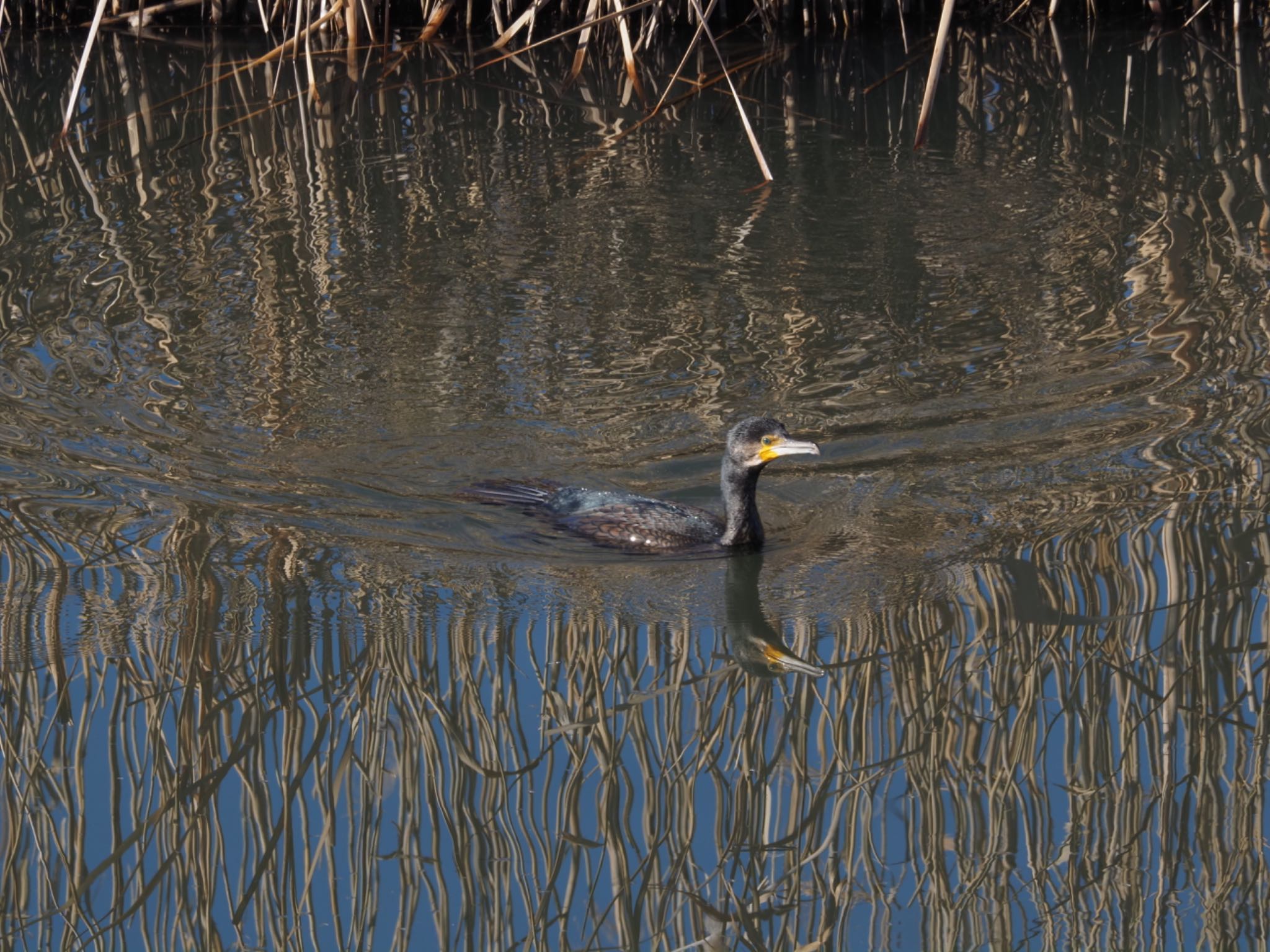 Photo of Great Cormorant at 境川遊水地公園 by メメタァ